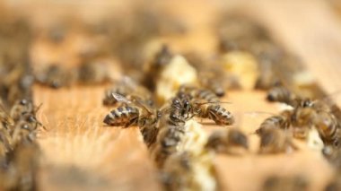 Güneşli bir günde kendi arı kovanı ahşap yüzey Temizleme arılar makro çekim 