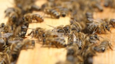 Arılar bir ahşap yüzey bir arı kovanına içinde bir şey arayan makro çekim