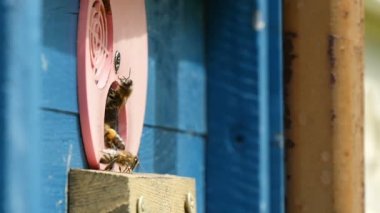 Makro çekim arı kovanı delik girme ve onların peteğin bal getiriyor