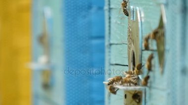 Makro çekim arı kovanı delik metal raf bal ile yaz aylarında girme