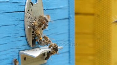 Güneşli bir günde getirmek onların mavi kovan üzerinde bir arı kovanı Ukrayna için arılar bal