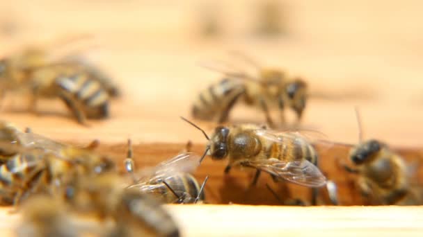 Las abejas en una colmena buscando algo y arrastrándose sobre una superficie de madera en verano — Vídeo de stock