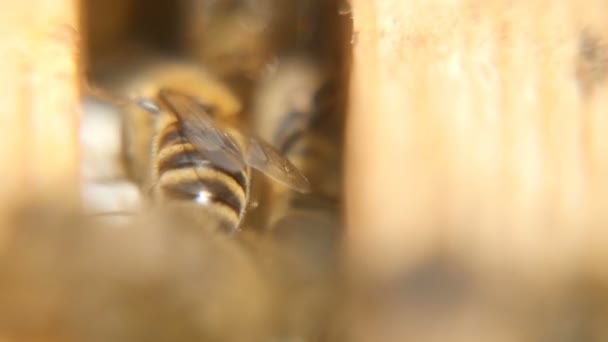 Makro skott av bin som kryper inne i en bikupa på en yta av trä i en solig dag — Stockvideo