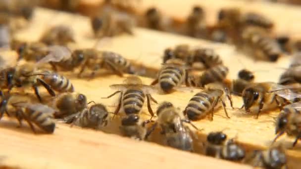 Макро-снимок пчел, ищущих что-то внутри улья на деревянной поверхности — стоковое видео