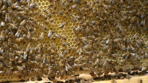 Cientos de abejas en un panal de miel sacadas de una colmena en un día soleado en verano — Vídeos de Stock