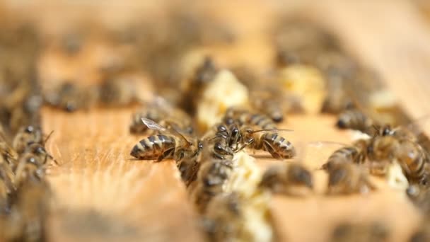 Macro shot d'abeilles nettoyant la surface en bois de leur ruche par une journée ensoleillée — Video