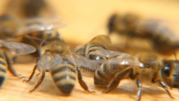 Macro de abejas trabajando en una superficie de madera de una colmena en un día de verano — Vídeo de stock