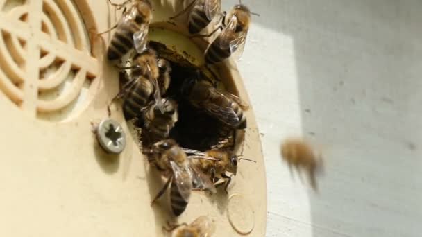 Занятые пчелы пытаются войти в свой улей неуклюжим образом в солнечный день летом — стоковое видео