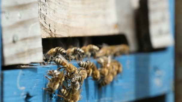 Макро знімок бджіл, що входять до вулика і приносять мед своїм медоносцям — стокове відео