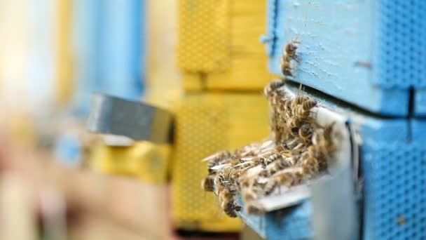 Las abejas ocupadas traen miel a sus colmenas en un colmenar en Ucrania en un día soleado — Vídeo de stock