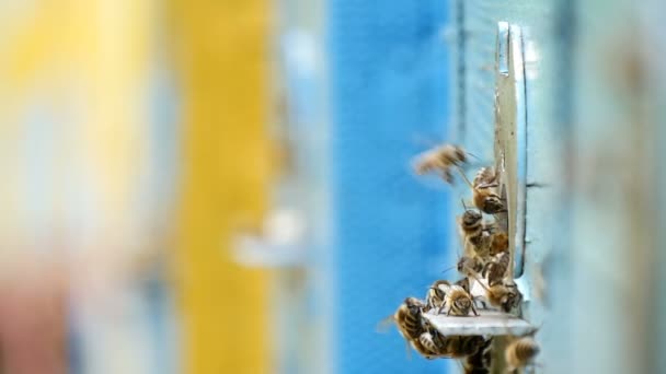 Пчелы с медом у ульев на пасеке в Украине в солнечный день летом — стоковое видео