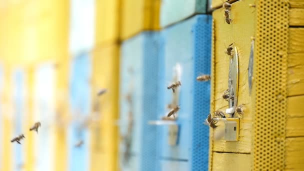 Las abejas entran en sus colmenas en un colmenar en Ucrania en un día soleado en verano — Vídeos de Stock