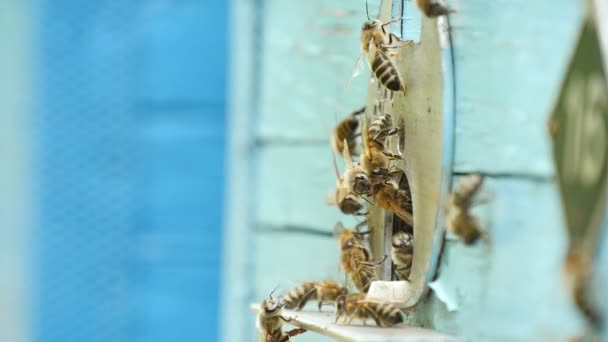 Macro-opname van bijen invoeren van het gat van de korf en honing bij hun honingraten te brengen — Stockvideo