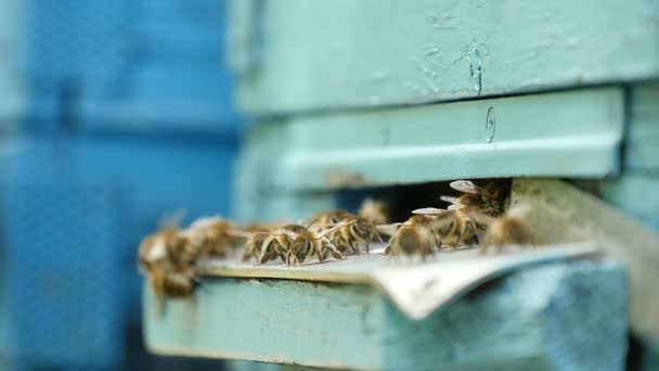 Les abeilles rampent sur un support métallique menant à leur ruche dans une journée ensoleillée — Video
