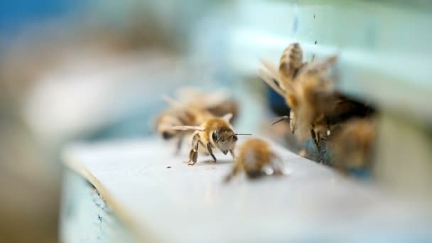 Moderne Bijenkorf en bezige bijen erin vliegen met honing in een zonnige dag in de zomer — Stockvideo