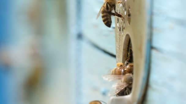 Blauwe Bijenkorf en bezige bijen erin vliegen met honing in een zonnige dag in de zomer — Stockvideo