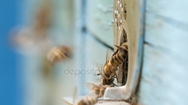 Bienenstock und fleißige Bienen fliegen an einem sonnigen Sommertag mit Honig hinein — Stockvideo