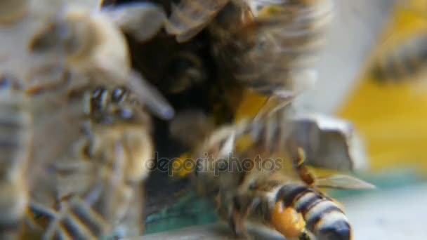 Macro shot d'abeilles entrant dans le trou de la ruche et apportant du miel à leurs rayons de miel — Video