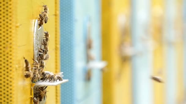 Las abejas con la miel a sus colmenas sobre el colmenar en Ucrania en el día soleado en verano — Vídeos de Stock