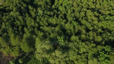 Yaz aylarında Ukrayna dalları sallayarak ile bir köknar ve çam ormanı'nın hava atış