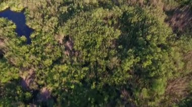Küçük havuzlar ve reedbeds bir sürü baston ve rush Ukrayna Hava atış