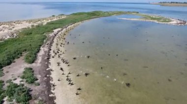 Hava atışı beyaz martılar ve Dzarylhach Adası'nda yaşayan siyah karabatak