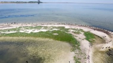 Bir curvy Dzharylhach ada balık hava atış siyah karabatak sürüleri ile