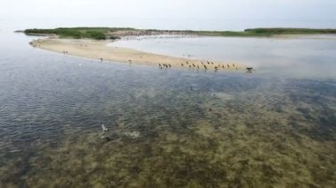 Siyah karabatak Dzharylhach üzerinde uçan hava çekim tükürmek kum Adası