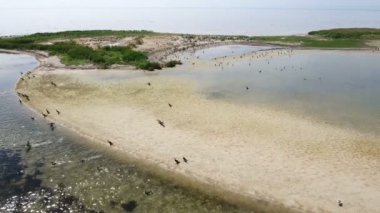 Dzharylhach Island hava atış karabatak ve beyaz martı sürüleri ile