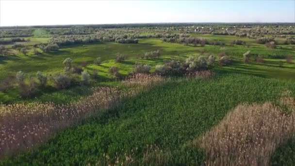 Plano aéreo de pequeños lagos y cañaverales con una gran cantidad de caña, y prisa en Ucrania — Vídeo de stock
