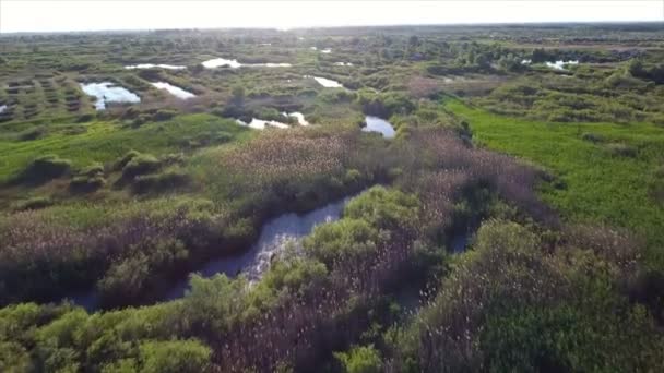 Luftaufnahme von kleinen Seen und Schilfbeeten mit viel Schilf und Seggen in der Ukraine — Stockvideo