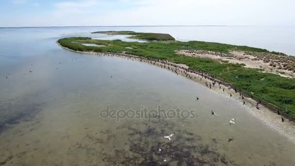 Zdjęcia lotnicze z wyspy Dzharylhach z stad kormorany czarne i mewy — Wideo stockowe