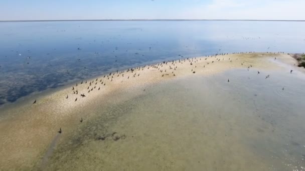 Foto aérea de un cardumen de Dzharylhach isla con curvas con bandadas de cormoranes negros — Vídeos de Stock