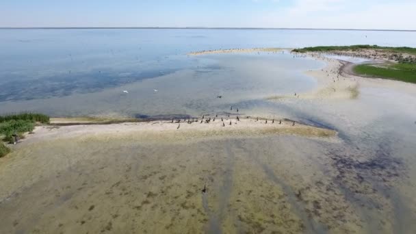 Aerial shot of a sand spit of Dzharylhach island and dozens of flying cormorants — Stock Video