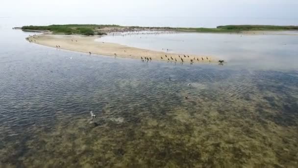 Luchtfoto van zwarte aalscholvers vliegen over Dzharylhach eiland zand spit — Stockvideo