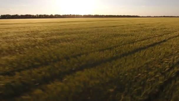 Campo de trigo filmado de um drone voador baixo na Europa Oriental em um dia ensolarado — Vídeo de Stock