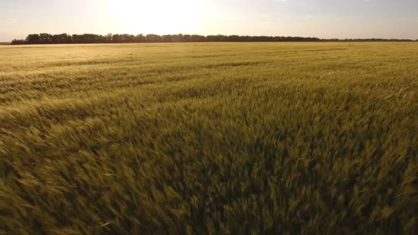 Luchtfoto van een tarweveld in Oekraïne in een zonnige dag in een zonnige dag — Stockvideo