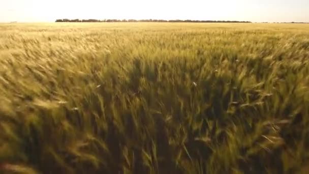 Luchtfoto van een tarweveld in Oost-Europa in een zonnige dag in een zonnige dag — Stockvideo