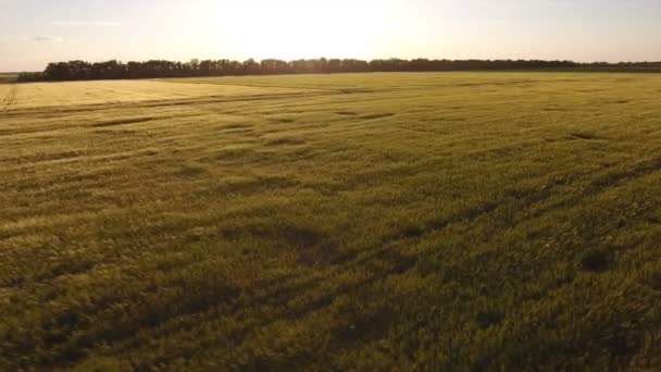 Vogelperspectief uitzicht boven het veld — Stockvideo