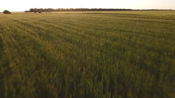 Vue aérienne d'un vaste champ vert en Europe de l'Est par une journée ensoleillée en été 