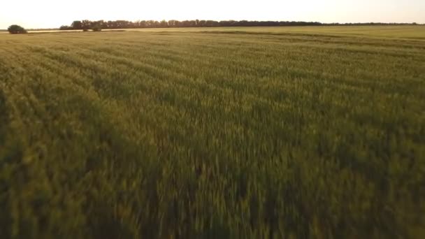 Aerial shot of a green vast field in Eastern Europe in a sunny day in summer — Stock Video