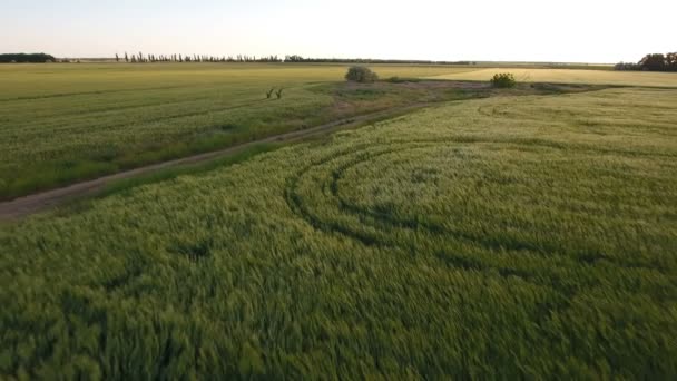 Aerial shot of a green rural field in Eastern Europe in a sunny day in summer — Stock Video