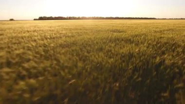 Gün batımında buğday alanının inanılmaz hava atış