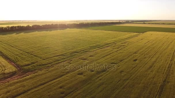 Un vuelo en el dron sobre las espigas de trigo en la puesta del sol — Vídeos de Stock