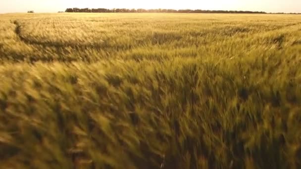 Vuelo sobre el campo de trigo al atardecer, primer plano, disparo aéreo — Vídeos de Stock