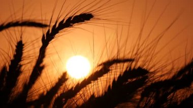 Buğday olgun sivri günbatımı yaz aylarında akşam Ukrayna'da sallayarak