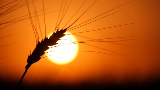 Pique solitário de faíscas de trigo maduro sob os raios de um sol pôr do sol na Ucrânia — Vídeo de Stock