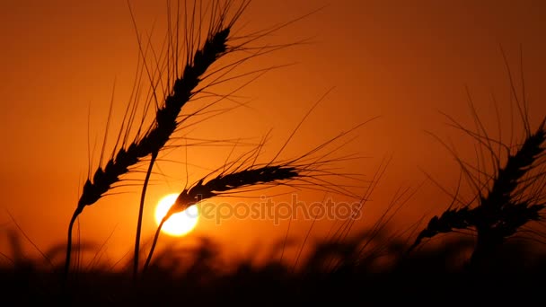 Des pointes dorées de blé frissonnent au crépuscule du coucher du soleil en été en Ukraine — Video