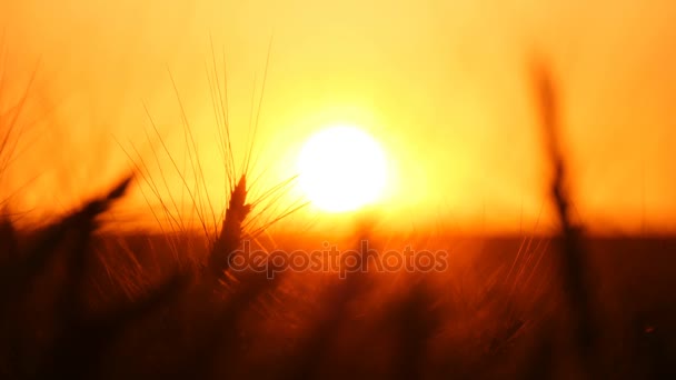 Picos de ouro de trigo estão sussurrando nos raios de esplêndido pôr do sol na Ucrânia — Vídeo de Stock