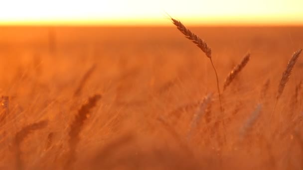 Agitant des pointes et des pointes de blé doré sont dans les rayons du coucher de soleil splendide — Video